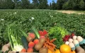 France: a toxic metal in food, fertilizers from Morocco pointed out