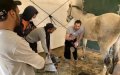 French Farrier to Train Morocco's Royal Guard in Advanced Horse Care Techniques