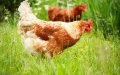 French Government Debunks Rumors of Halal Poultry Slaughter Ban
