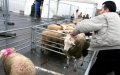 French Government Issues Guidelines for Eid al-Adha Animal Sacrifice