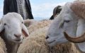 French Muslim Council Urges COVID-19 Precautions for Eid al-Adha Celebrations