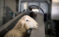 French Muslim Council Urges COVID Safety Measures for Eid Al-Adha Celebrations