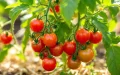 French producers at war with Moroccan tomatoes