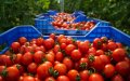 French Tomato Growers Seek EU Trade Deal Review Amid Moroccan Import Surge