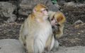 French Tourist Injured in Monkey Attack at Moroccan Cedar Forest