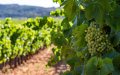 French Winemaker Jailed for Employing Undocumented Moroccan Workers