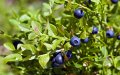 Fungal Disease Threatens Global Blueberry Crops, Morocco at Risk