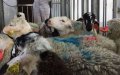 Gennevilliers Mosque Offers Sheep for Eid al-Adha as Local Market Closes