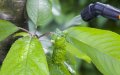 EU Glyphosate Ban Threatens Moroccan Agricultural Exports