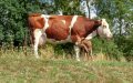 Government Clarifies Ban on Dairy Cow Slaughter Amid Supply Concerns