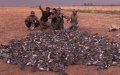 Gulf Hunters Face Consequences for Mass Dove Killing in Morocco