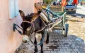 Has donkey meat been discreetly disposed of in Souss-Massa?