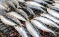 Health Alert: Toxic Canned Sardines Sold in Morocco for a Year, Officials Warn