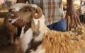 Health Authorities Seize Sheep Fed Poultry Waste Ahead of Eid al-Adha