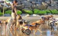 Heartwarming Video: Disabled Dogs in Wheelchairs Enjoy Beach Day at Moroccan Animal Sanctuary