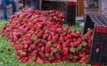 Hepatitis A: a new batch of Moroccan strawberries intercepted in Spain