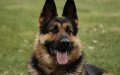 Heroic Moroccan Man Rescues Girl from Vicious Dog Attack in Spanish City