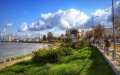 Historic Palm Trees Felled in Kénitra, Sparking Outrage and Calls for Investigation