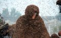 Homeless Man Dies After Disturbing Beehive in Marrakech Forest