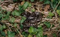 Horned viper bite Morocco emergency Tinghir