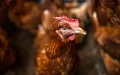 How Morocco is benefiting from the avian flu in Spain