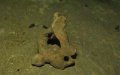 Human Remains Unearthed During Road Construction in Chichaoua, Morocco