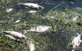 Hundreds of Dead Fish Wash Up in Mohammedia as Pollution Crisis Hits Moroccan Coast