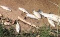Hundreds of Fish Found Dead in Morocco's Massa River, Authorities Investigate