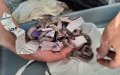 Hundreds of Protected Reptiles Seized in Major Wildlife Trafficking Bust at Moroccan Airport