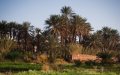 Illegal Palm Tree Trade Threatens Morocco's Oasis Ecosystems