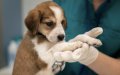 Illegally Imported Puppy from Morocco Tests Positive for Rabies in Southern France
