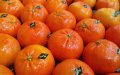 UK Imports Surge: Moroccan Fruits and Vegetables Fill 25% of Tomato Demand