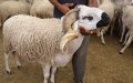 Inflation Pushes Eid Al Adha Sheep Out of Reach for Many Moroccan Families
