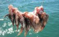 Invasive Lionfish Threatens Moroccan Waters, Raising Ecological Concerns