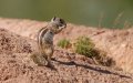 Invasive Moroccan Squirrel Threatens Canary Islands' Ecosystem
