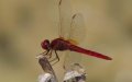 Invasive "Scarlet" Insect Threatens Cactus Fields in Meknes, Morocco