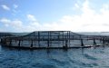 Israel Launches Major Aquaculture Project in Moroccan Sahara, Strengthening Ties