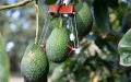 Israeli Agritech Firm SupPlant Expands Smart Farming Solutions to Morocco