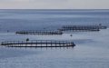 Israeli Firm to Build $10 Million Fish Farm in Tangier, Boosting Morocco's Aquaculture Sector