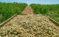 On its own, Morocco buys three times more American almonds than the rest of North Africa