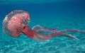 Jellyfish Swarms Alarm Tourists and Tourism Industry on Morocco's Northern Beaches