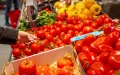 The kilo of Moroccan tomatoes nears 100 dirhams … in the Netherlands