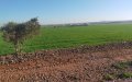 Land Limbo: Moroccan Farmers and Homebuyers Trapped in 16-Year Development Nightmare