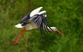 Landfill Closures in Spain and Morocco Threaten European Stork Migration