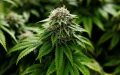 Legal Cannabis: Morocco Scales Up