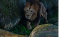 Lion from Morocco Struggles to Adapt at Paris Zoo, Cubs Expected Soon