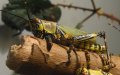 Locust Swarms Prompt Aerial Response in Southern Morocco's Tata Province