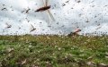 Locust Swarms Threaten Crops in Southern Morocco, Farmers Seek Government Aid