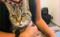 Lost French Cat Found 2,000 Miles Away in Morocco After 15 Years