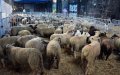 Lyon Imposes Strict Measures for Eid al-Adha Amid COVID-19 Concerns